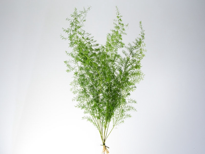 <h4>FOLHAGEM ASPARGO ALFINETE</h4>