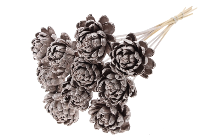 Shola New Beauty Rose Ø8cm on stem Champagne