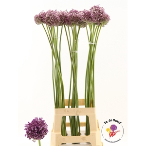 Allium Jasmine