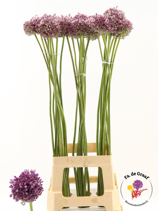 <h4>Allium Jasmine</h4>