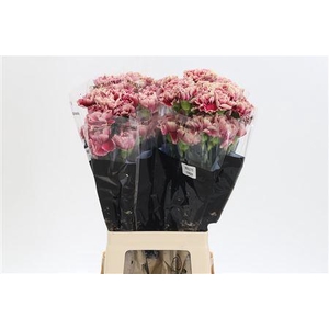 Di St Merletto Crimson