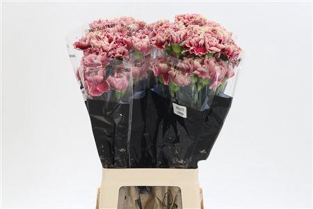 <h4>Di St Merletto Crimson</h4>