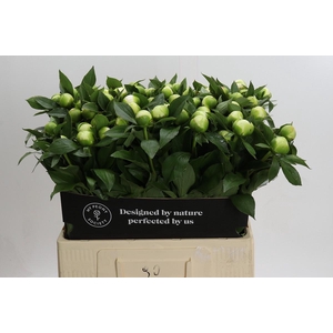 Paeonia Duchesse De Nemours