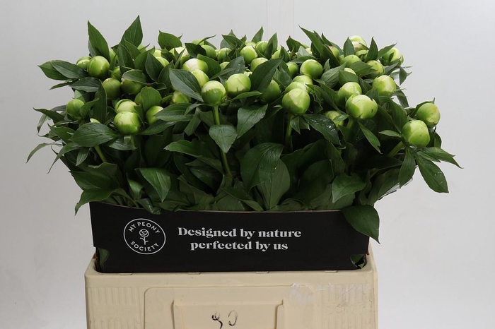 <h4>Paeonia Duchesse De Nemours</h4>