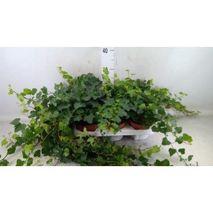 Hedera helix 'Wonder'