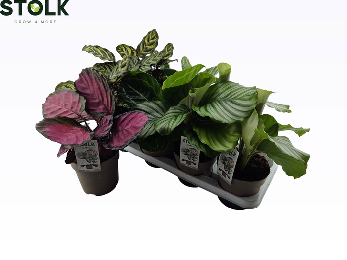 <h4>CALAT GEM 4 SRT</h4>