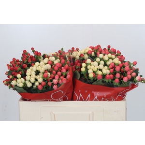 Hypericum Rainbow Romance