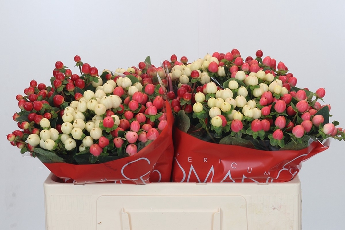 Hypericum Rainbow Romance