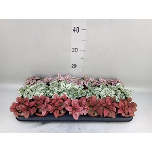 Hypoestes phyllo.   ...mix