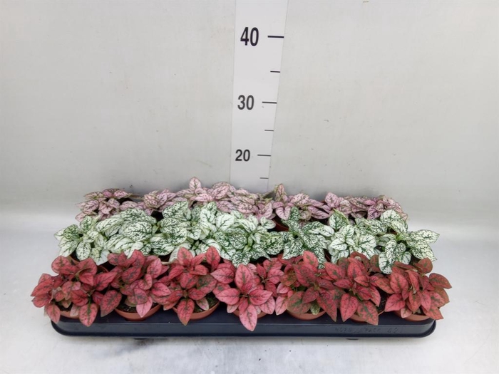 <h4>Hypoestes phyllo.   ...mix</h4>