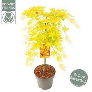 Acer palm. 'Cascade Gold'