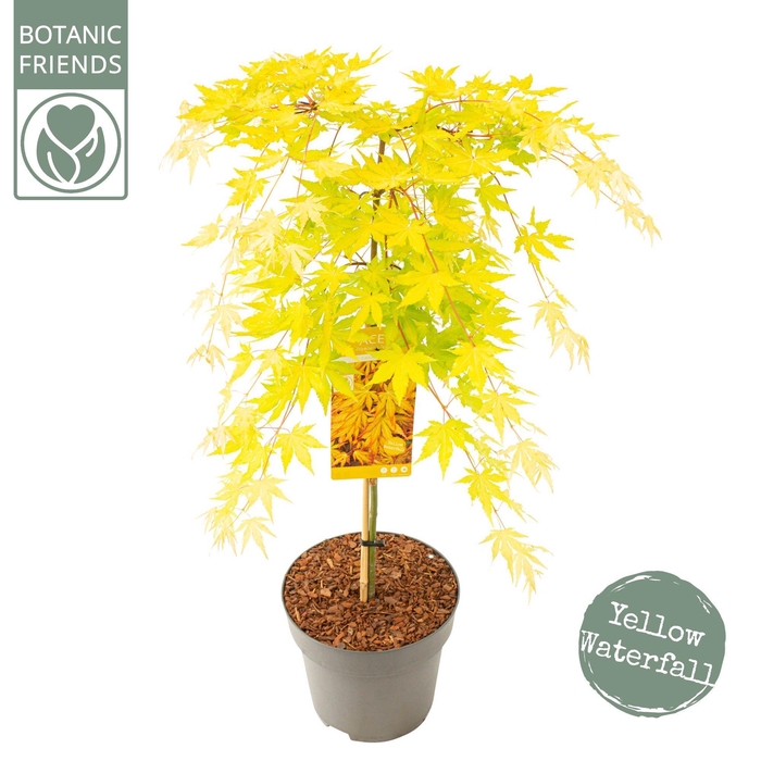 <h4>Acer palm. 'Cascade Gold'</h4>