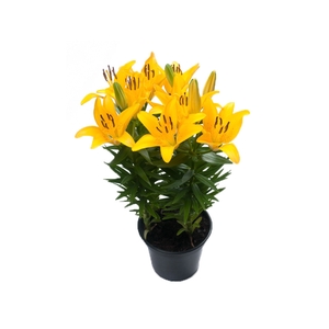 LIRIO TINY BEE P15