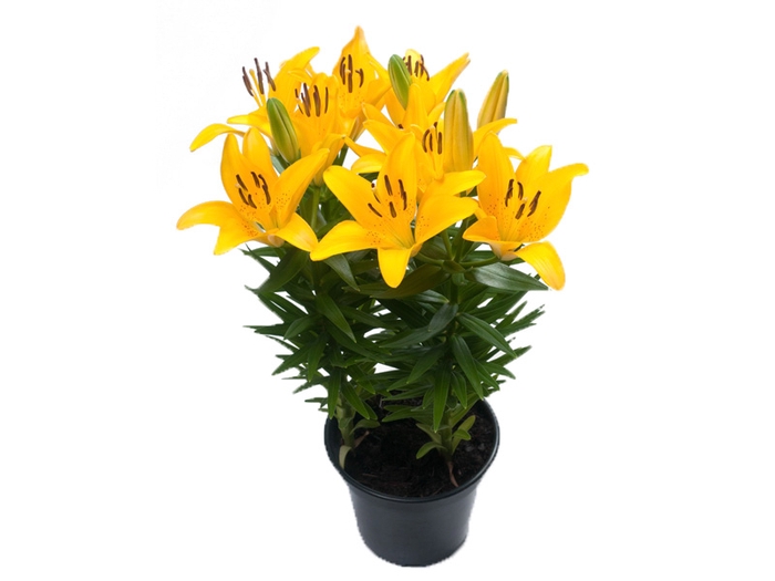 <h4>LIRIO TINY BEE P15</h4>