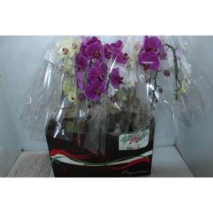 PHALAENOPSIS CASCATA P12