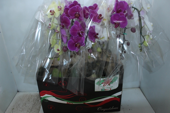 <h4>PHALAENOPSIS CASCATA P12</h4>