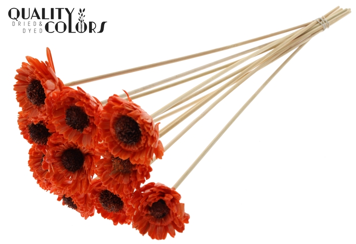 Shola Daisy Sunflower 6cm on stem Wax Orange