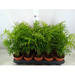 Chamaedorea elegans