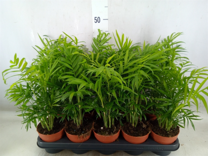 <h4>Chamaedorea elegans</h4>