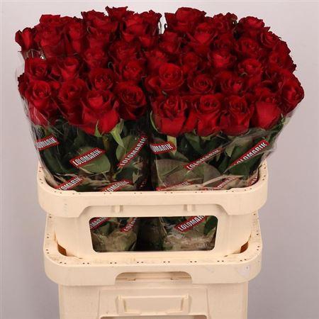 <h4>R Gr Ever Red</h4>