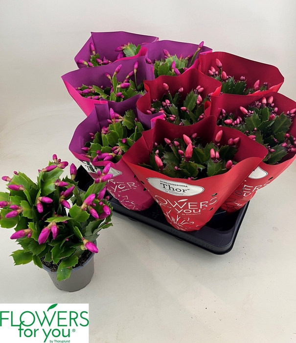 <h4>SCHLUMB GEM 2 KL</h4>