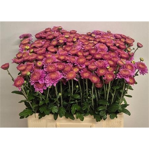 CHR T BLENDA PURPER