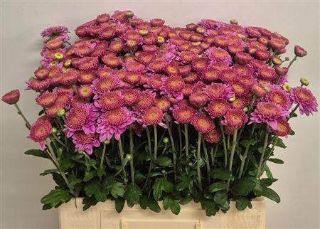<h4>CHR T BLENDA PURPER</h4>