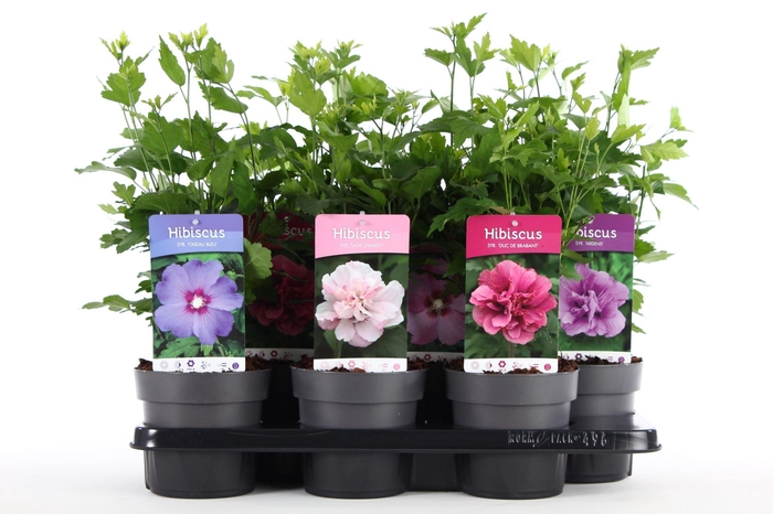 <h4>Hibiscus syriacus</h4>