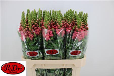 <h4>Antir Cool Rose</h4>