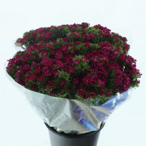 Di Barb Amazon Cherry Super