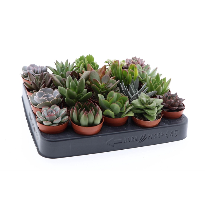 <h4>Succulents   ...</h4>