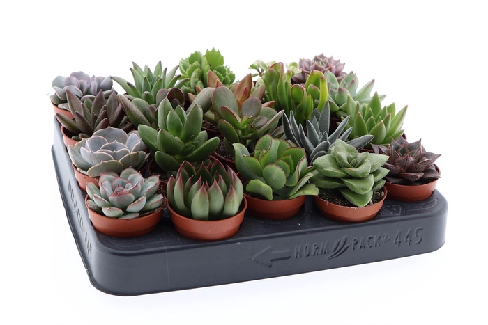 <h4>Succulents ...</h4>