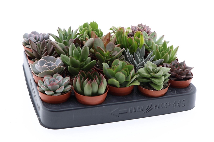 <h4>Succulents ...</h4>