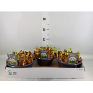 Narcissus DU 'Bridal Crown'