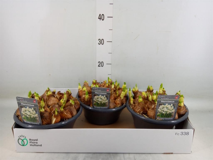 <h4>Narcissus DU 'Bridal Crown'</h4>