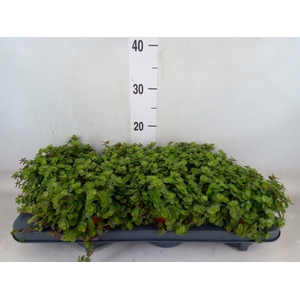 Callisia repens
