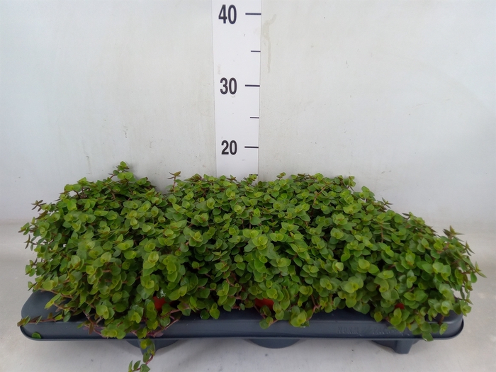 <h4>Callisia repens</h4>