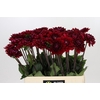 Dahlia Red Runner