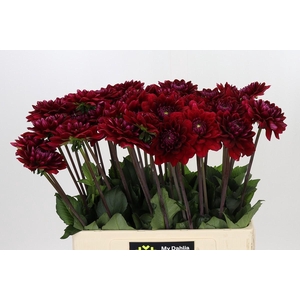 Dahlia Red Runner