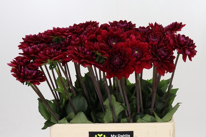 <h4>Dahlia Red Runner</h4>
