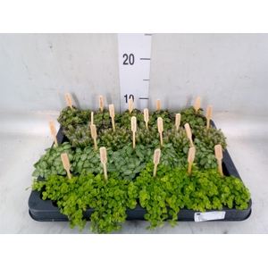 Planten  ..mix