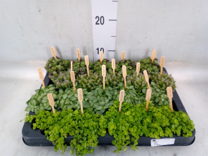 <h4>Planten  ..mix</h4>