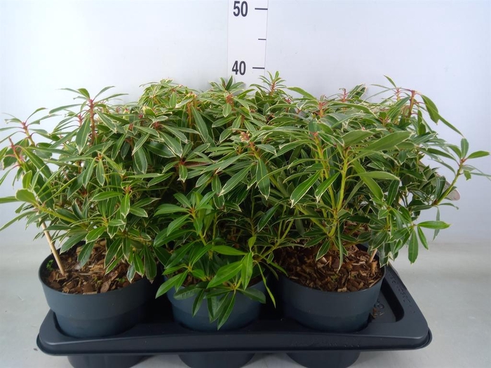 <h4>Pieris japonica 'Flaming Silver'</h4>