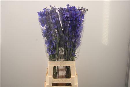 <h4>Delph En Donna Blue</h4>