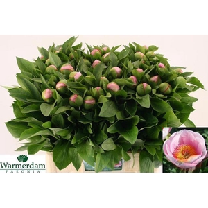 PAEO S SALMON SAUCER