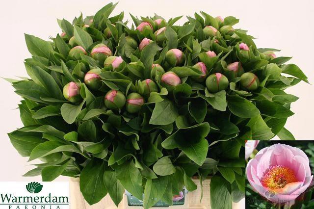 <h4>PAEO S SALMON SAUCER</h4>