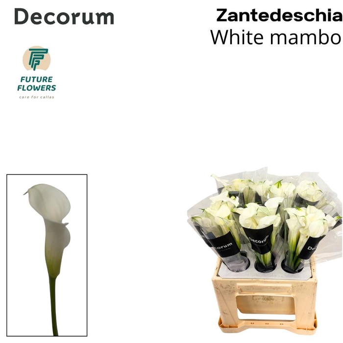<h4>ZANT WHITE MAMBO</h4>