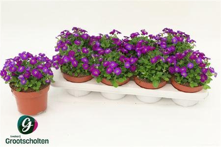 <h4>Aubr Gracilis Kitte P13</h4>