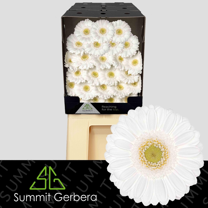 <h4>Germini Lobby Diamond</h4>