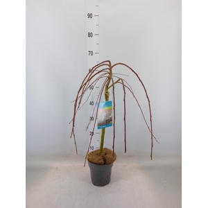 Salix caprea 'Kilmarnock'